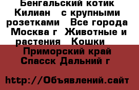 Бенгальский котик Килиан , с крупными розетками - Все города, Москва г. Животные и растения » Кошки   . Приморский край,Спасск-Дальний г.